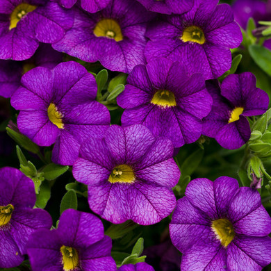 Calibrachoa Superbells® Blue