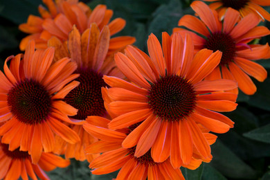 Echinacea Color Coded® 'Orange You Awesome' (Coneflower) 