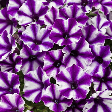 Petunia Supertunia® Mini Vista™ Violet Star