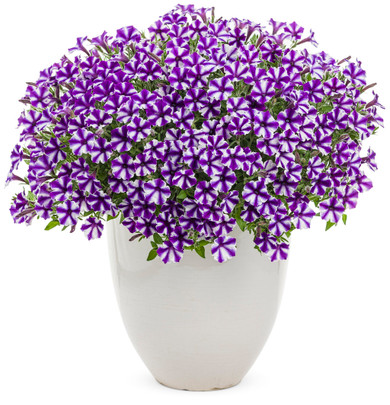 Petunia Supertunia® Mini Vista™ Violet Star