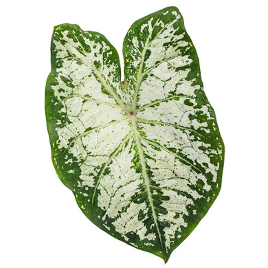 Caladium Heart to Heart® Snow Flurry