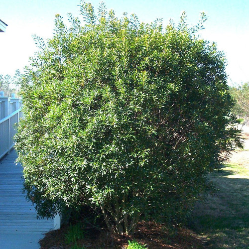 dons dwarf wax myrtle