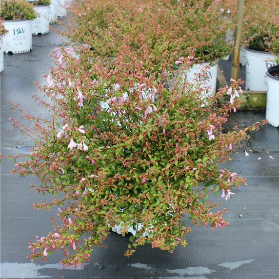 Abelia Pinky Bells®