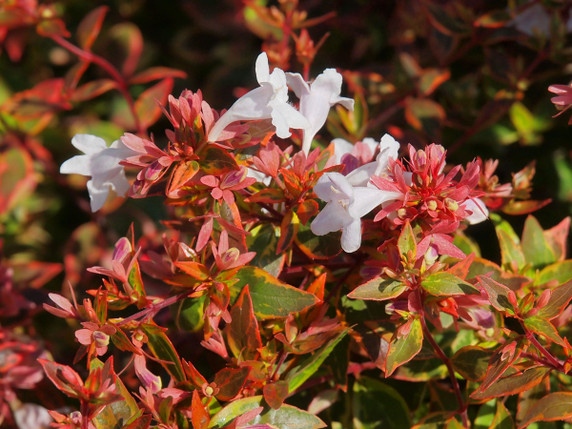 Abelia Sunshine Daydream