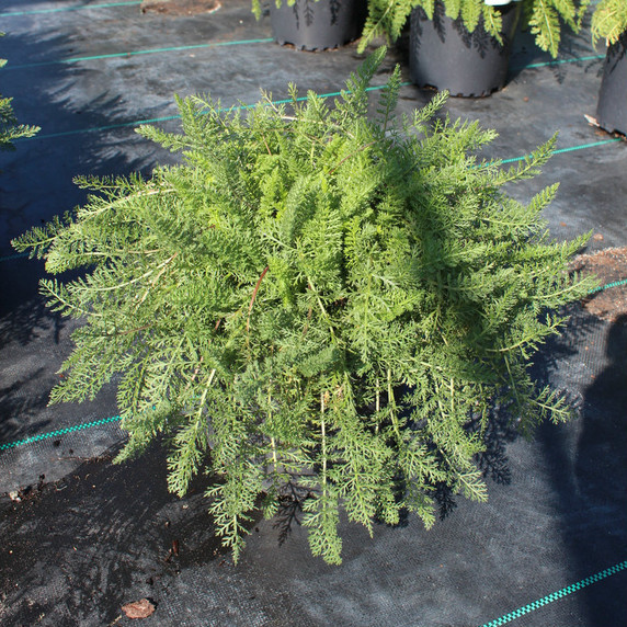 Achillea Desert Eve™ Red