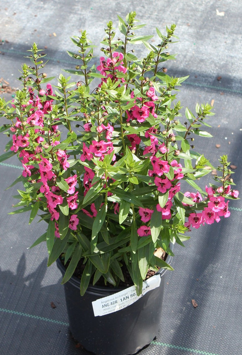 Angelonia Archangel™ Dark Rose (Summer Snapdragon)