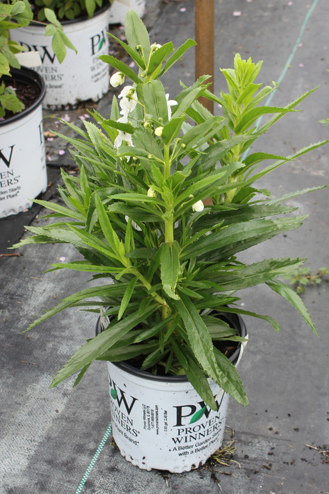Angelonia Angelface® Super White (Summer Snapdragon)