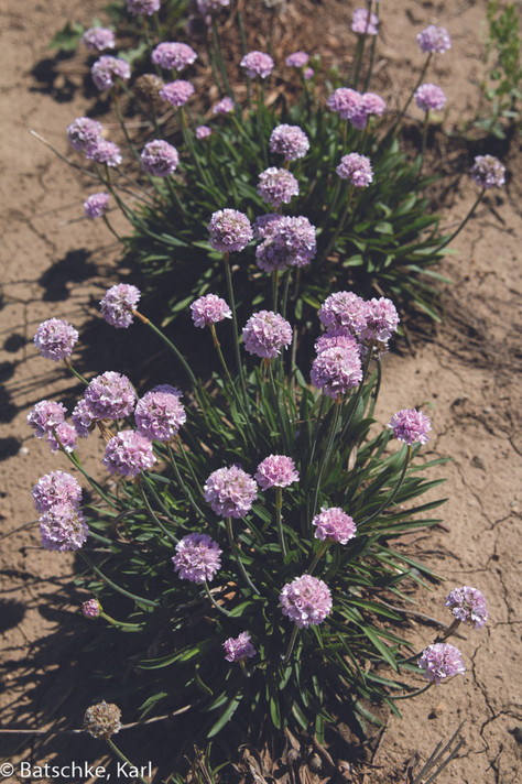 Armeria Dreameria® Sweet Dreams