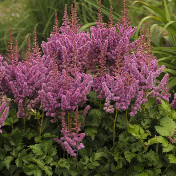 Astilbe Visions