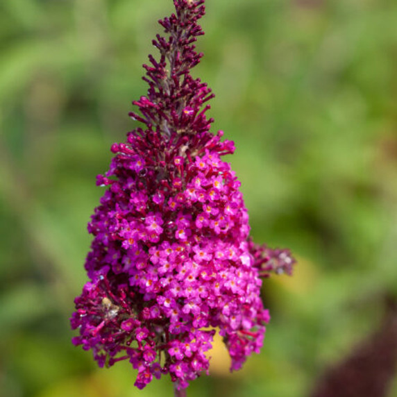 Buddleia Funky Fuchsia™