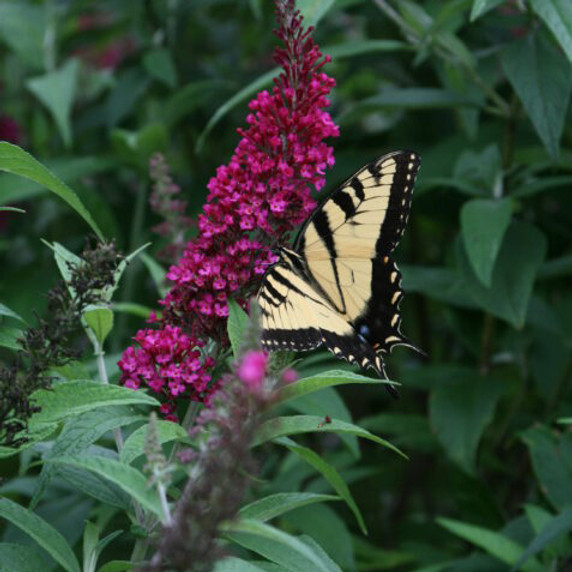 Buddleia Funky Fuchsia™