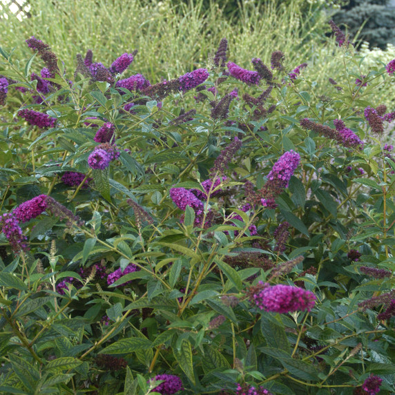 Buddleia Guinevere