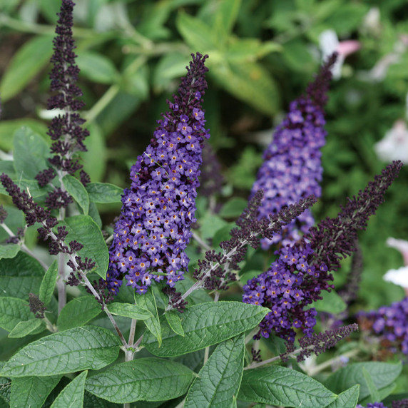 Buddleia Pugster Blue®