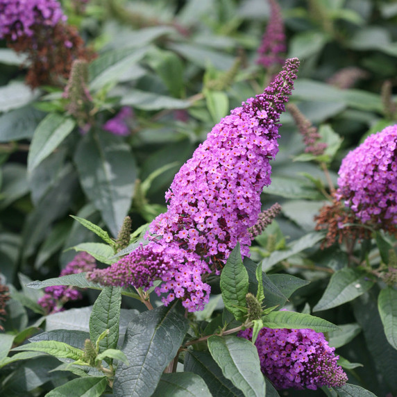 Buddleia Pugster Periwinkle®