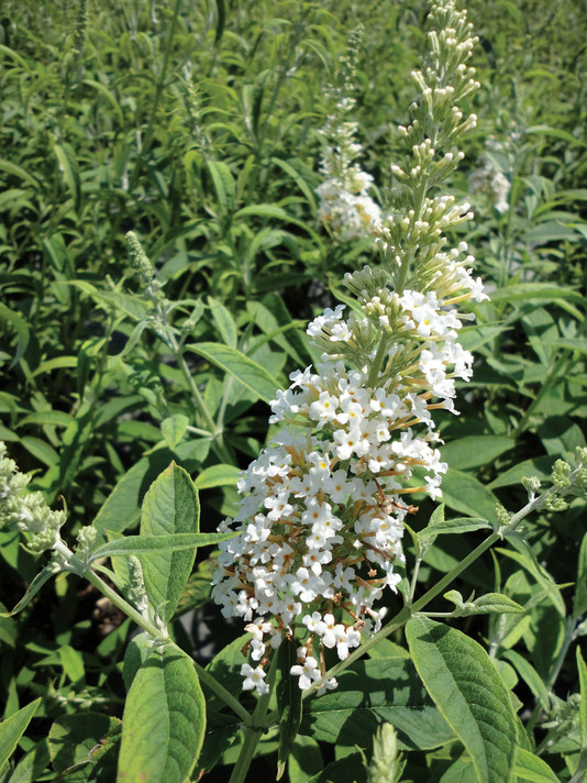 Buddleia Silver Frost