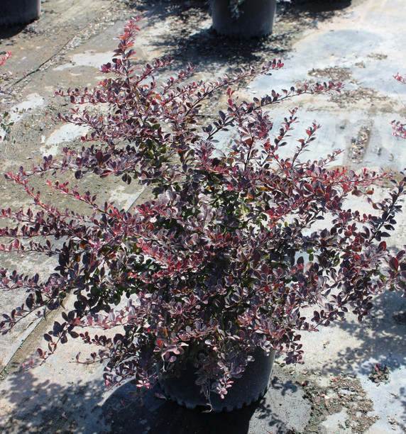 Berberis Crimson Pygmy