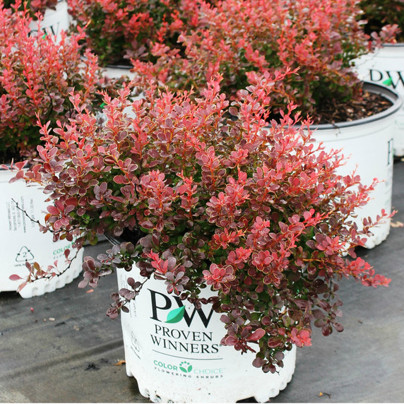 Berberis Sunjoy® Mini Salsa