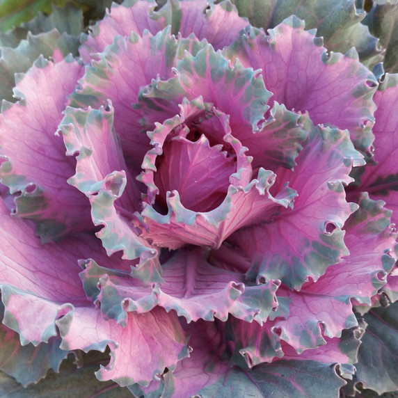 Brassica Osaka Red (Ornamental Cabbage)