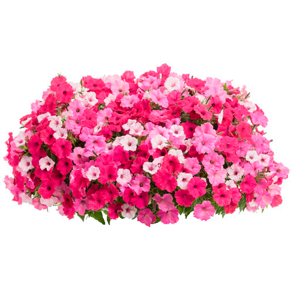 Above & Beyond 12" Hanging Basket