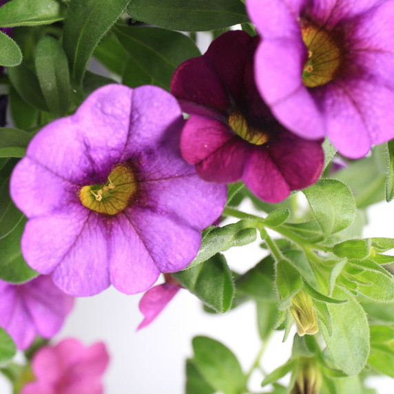 Calibrachoa Callie® Purple