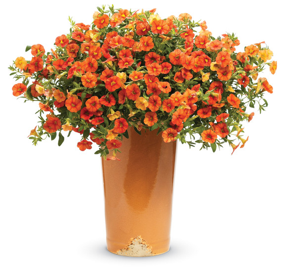 Calibrachoa Superbells® Dreamsicle®