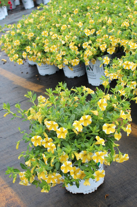 Calibrachoa Superbells® Lemon Slice®