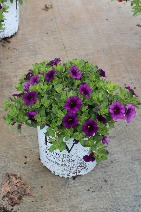 Calibrachoa Superbells® Plum