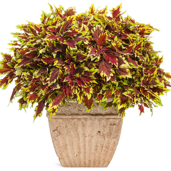 Coleus ColorBlaze® Royale Apple Brandy®