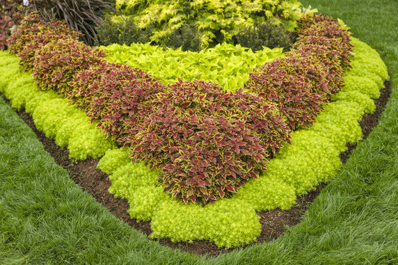 Coleus ColorBlaze® Royale Apple Brandy®