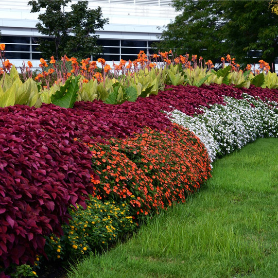 Coleus Red Head