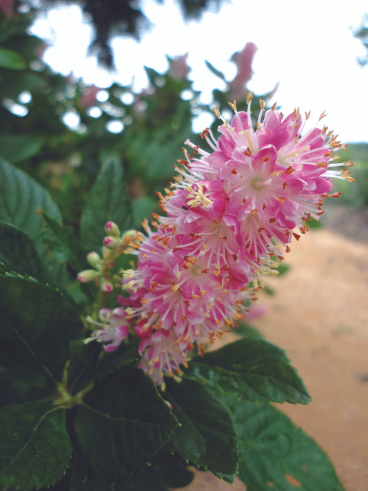 Clethra Ruby Spice