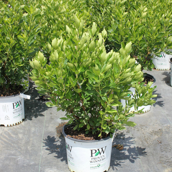 Clethra Vanilla Spice®