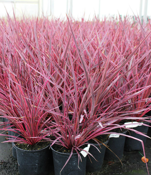 Cordyline Electric Pink (False Dracaena)