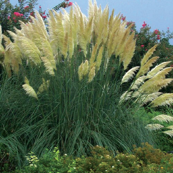 Cortaderia selloana (Pampas Grass)