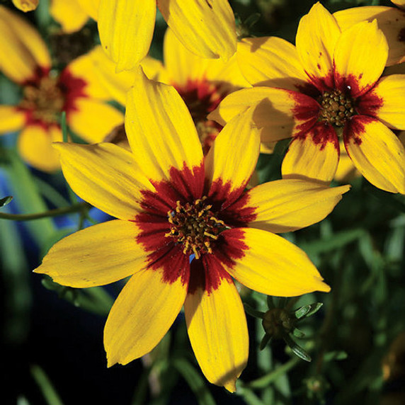 Coreopsis Sizzle & Spice™ Curry Up