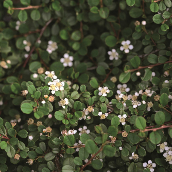 Cotoneaster Little Dipper®