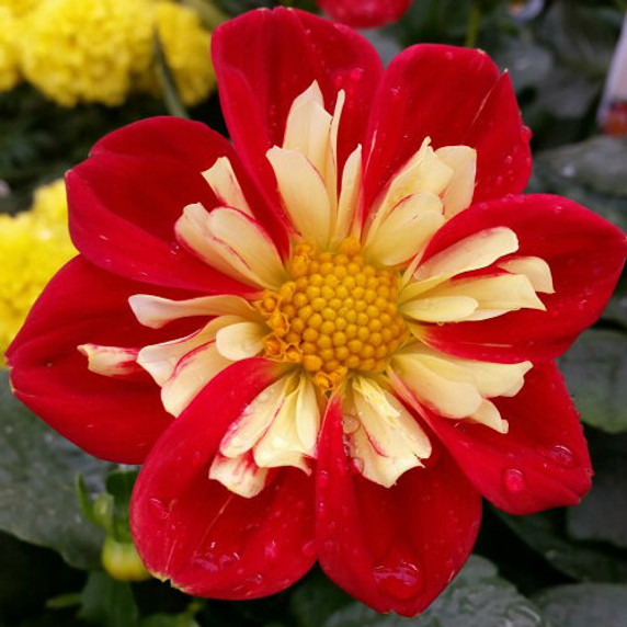 Dahlia Starsister® Scarlet & Yellow