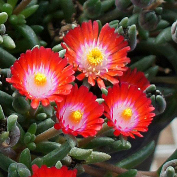 Delosperma Jewel of Desert Grenade