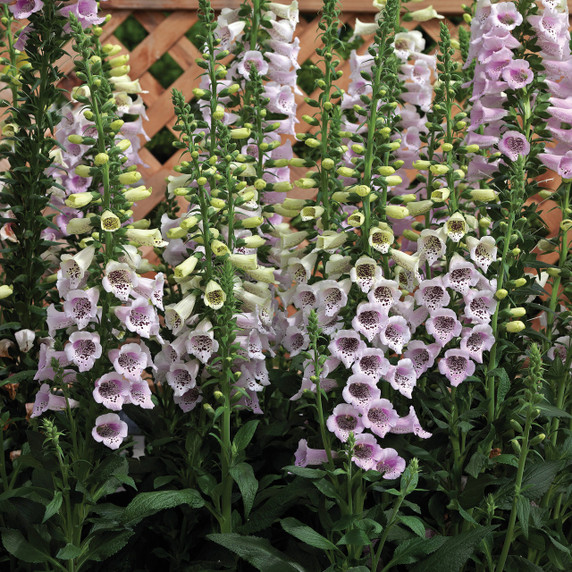 Digitalis Camelot Lavender (Foxglove)