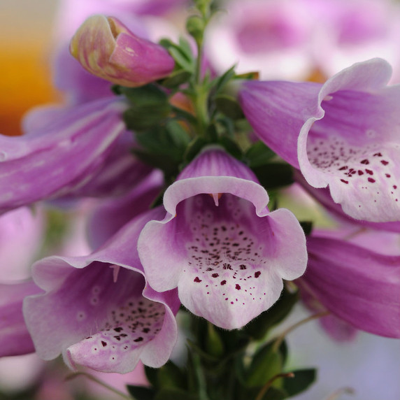 Digitalis Dalmatian Rose (Foxglove)