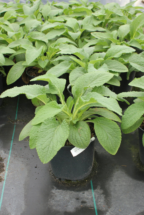 Digitalis Dalmatian Rose (Foxglove)