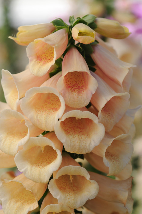 Digitalis Dalmatian Peach (Foxglove)