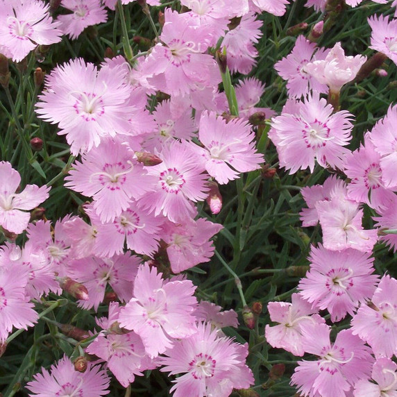 Dianthus Bath's Pink