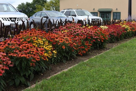 Echinacea Cheyenne Spirit (Coneflower)