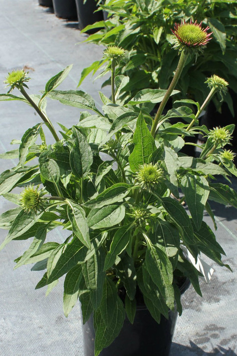 Echinacea Double Scoop™ Orangeberry (Coneflower)