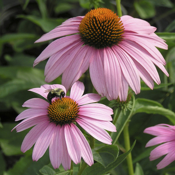 Echinacea Magnus (Coneflower)