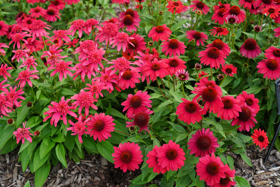 Echinacea Sombrero® Baja Burgundy (Coneflower)