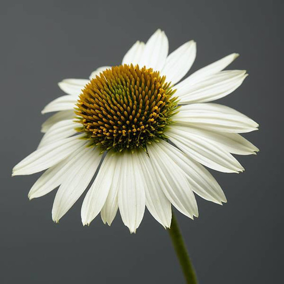 Echinacea Sombrero® Blanco (Coneflower)