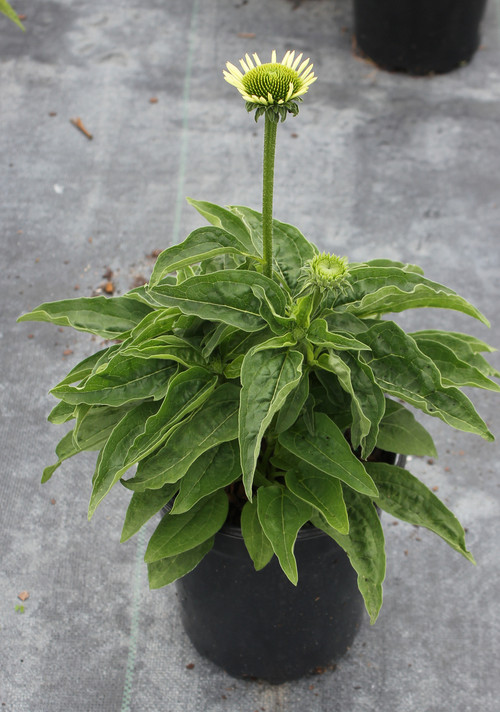 Echinacea Sombrero® Blanco (Coneflower)