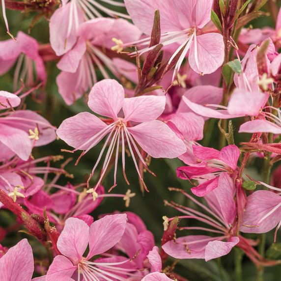 Gaura Karalee® Petite Pink